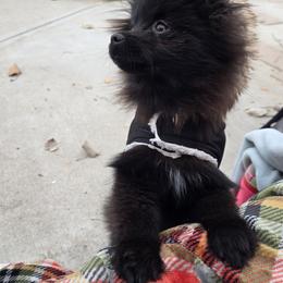 Pomeranian Puppies from Mary's Pomeranians