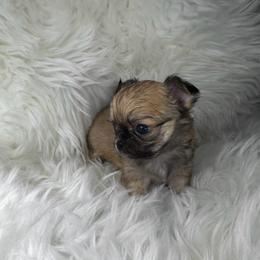 Sable Long Coat Boy - Black sabled fawn male Chihuahua puppy in Fargo, North Dakota from Wild Prairie Chihuahuas