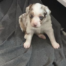 Cognac - Red merle female Miniature Australian Shepherd puppy in Lyman, Mississippi from Bayou Blues Farm
