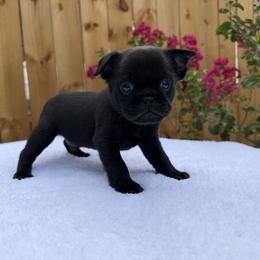 Willie - Black male Brussels Griffon puppy in Durant, Oklahoma from Trademark Brussels Griffon