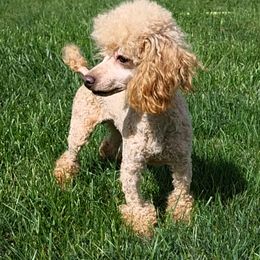 Bear - Poodle