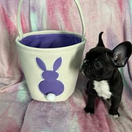 Johnny - Black and white male French Bulldog puppy in Fayetteville, North Carolina from Hope's Frenchies