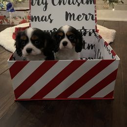 Cavalier King Charles Spaniel Puppies from Ridgefield Cavaliers