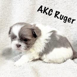 AKC Ruger - Blue and white male Shih Tzu puppy in Greenville, South Carolina from Babyface Shih Tzu