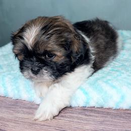 Yoyo - Tricolor male Shih Tzu puppy in Ocala, Florida from Mimi's Shih-tzus of Ocala