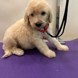 Dale Earnhardt- Red - Cream male Goldendoodle puppy in Van Buren, Missouri from Jami’s Goldendoodles & Poodles