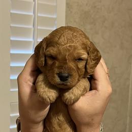 Cavapoo and Goldendoodle Puppies from Southern Country Doodles