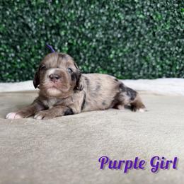 Purple Girl - Merle female Goldendoodle puppy in Modesto, California from Two Doods Doodles