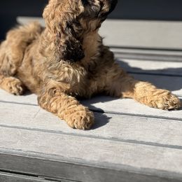 Cockapoo and Goldendoodle All Grown Up from Puppy Power Kennels