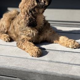 Cockapoo and Goldendoodle All Grown Up from Puppy Power Kennels