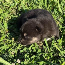 Bailey - Tri-color male Pomsky puppy in La Vergne, Tennessee from Atencio Pomsky