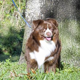 SAM - Toy Australian Shepherd