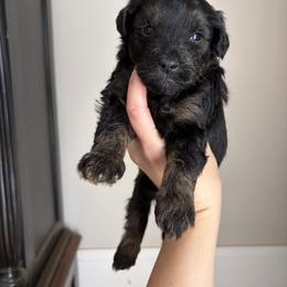 Bowser - Phantom male Goldendoodle puppy in Anderson, South Carolina from M & L Pups