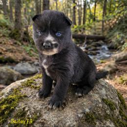 Bailey Female 3 - Black female Siberian Husky puppy in Hiawassee, Georgia from Chastains Huskies