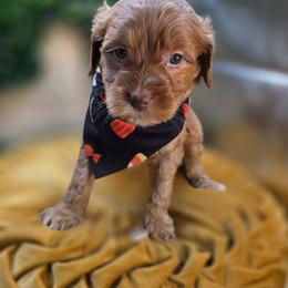 Geno - Red  male Goldendoodle puppy in Decatur, Tennessee from Diamond's Doodles