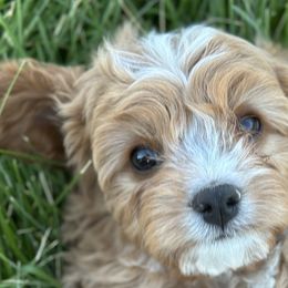 Cavalier King Charles Spaniels and Cavapoos from Sunny Hill Puppies