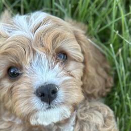 Cavalier King Charles Spaniels and Cavapoos from Sunny Hill Puppies