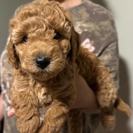 Mitski - Apricot female Poodle puppy in Bakersfield, California from Pedigree Poodles