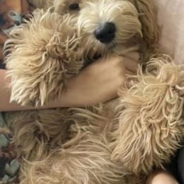 Goldendoodle Puppies from Melodies Daytona Doodles