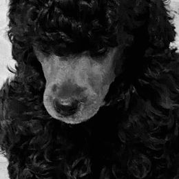 Poodle Puppies from Zoelle Poodles