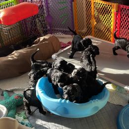 Portuguese Water Dog Puppies from Red River Kennels