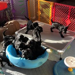 Portuguese Water Dog Puppies from Red River Kennels