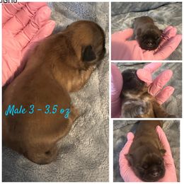 Male 3 - Red and white Shih Tzu puppy in Ohio from Kara’s Shih Tzu Kuties