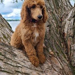Poodle Puppies from My Buddies Puppies