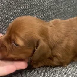 Bob - Red male Dachshund puppy in Clinton, Tennessee from 4-LOVES Dachshunds