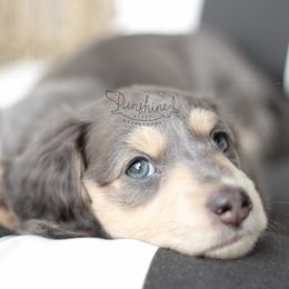 Dachshund Puppies from Sunshine Acres Dachshunds