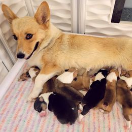 Pembroke Welsh Corgi Puppies from Benischek's P. W. Corgi's