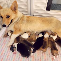 Pembroke Welsh Corgi Puppies from Benischek's P. W. Corgi's