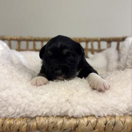 Black Tri Male 2 - Black tri male Miniature Australian Shepherd puppy in Stuart, Virginia from Apple Tree Mini Aussies