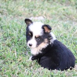 Joanna - Black and tan female Pembroke Welsh Corgi puppy in Stilwell, Oklahoma from Barton Farms Corgis