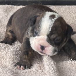 Boy 1 - male Bulldog puppy in Wichita, Kansas from Waltman's Bulldog's