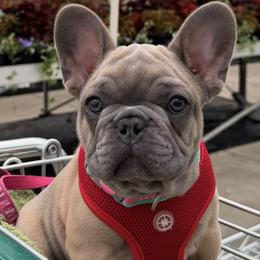 French Bulldog Puppies from MadCity Frenchies