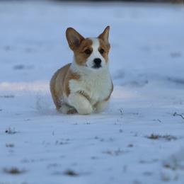 Pembroke Welsh Corgi Puppies from Goldstar Puppies