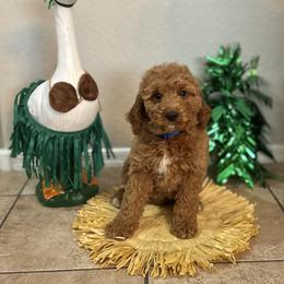 Bernedoodle and Goldendoodle Puppies from Wroth's Paws