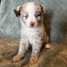 Miniature Australian Shepherd Puppies from Twisted H Ranch Aussies