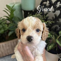 Grant - Blenheim male Cavapoo puppy in Grove, Oklahoma from Rocky Oak Cavaliers & Biewer Terriers LLC