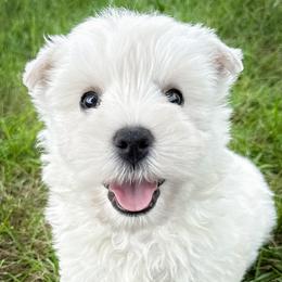 Olive - White female West Highland White Terrier puppy in Maryville, Missouri from The West Acres
