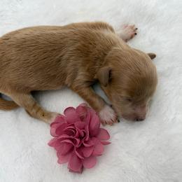 Girl 1 - Apricot female Maltipoo puppy in Turlock, California from 209PuppiesCaliforniaMaltipoo