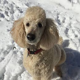 Poodles from Cripple Creek Kennel