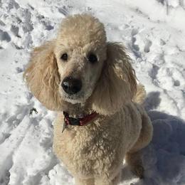 Poodles from Cripple Creek Kennel
