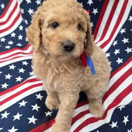 Justice - Apricot female Goldendoodle puppy in Summerfield, North Carolina from Lila's Teddybear Goldendoodles