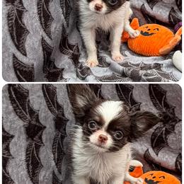 Mr Bones - Chocolate and tan male Chihuahua puppy in Williamsburg, Virginia from PAWSitive Cheeky Chihuahua LLC