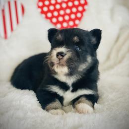Raisin - Tri-color female Pomsky puppy in Greenville, South Carolina from Thicketty Mountain Pomskies
