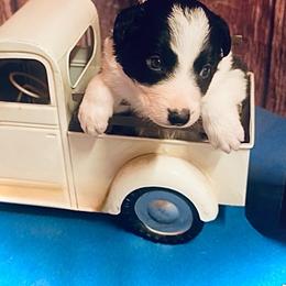 Willie - Black and white male Border Collie puppy in Cleveland, North Carolina from Morning Glory Farm-border collies/Beyond Brilliant Dog Co.