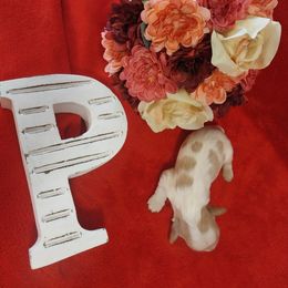 Boy 1 - Blenheim Cavalier King Charles Spaniel puppy in Stilwell, Oklahoma from Parker's Pups