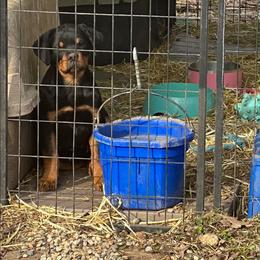 Girl 5 - Black and mahogany female Rottweiler puppy in Massachusetts from Von Gogginhaus Rottweilers